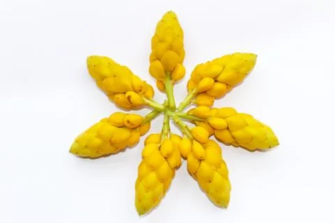 Yellow flower Stock Photos