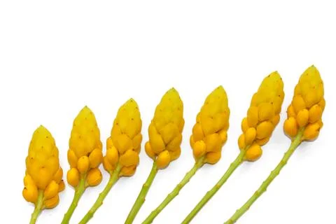 Yellow flower Stock Photos