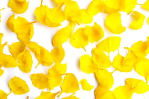 Yellow flower Stock Photos