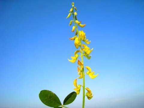 Yellow flower Stock Photos