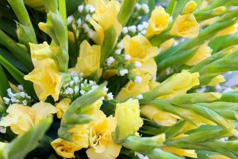 Yellow flower Stock Photos