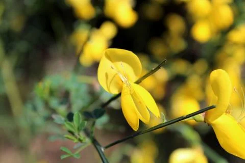 Yellow flower Stock Photos