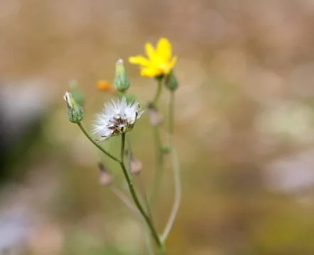Yellow flower Stock Photos