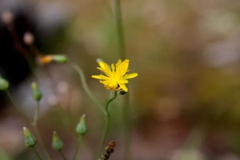Yellow flower Stock Photos