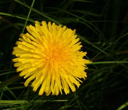 Yellow flower Stock Photos