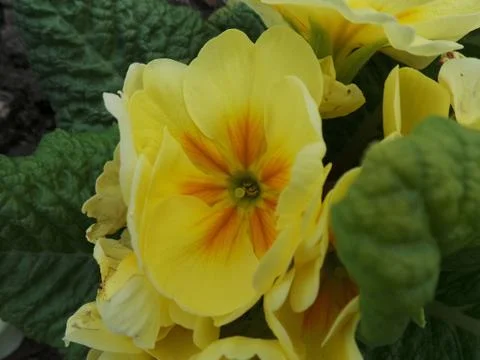 Yellow Flower Stock Photos