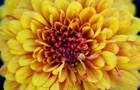 Yellow flower 写真素材