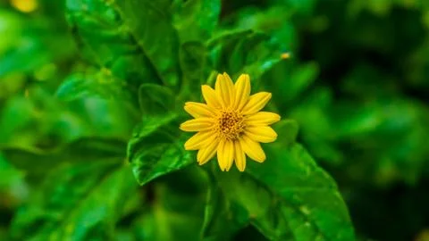 Yellow Flower Stock Photos