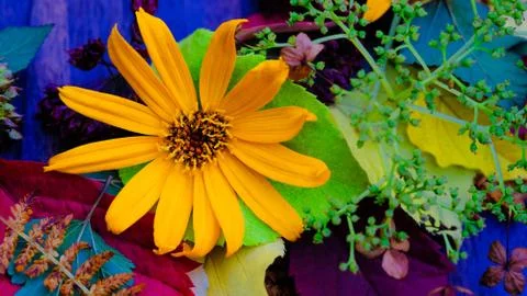 Yellow flower Stock Photos