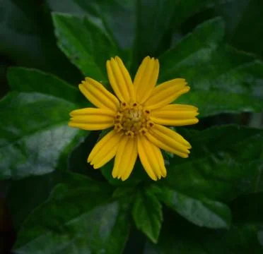 Yellow flower Stock Photos