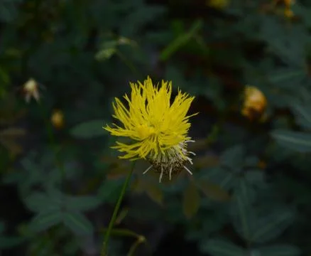 Yellow flower Stock Photos