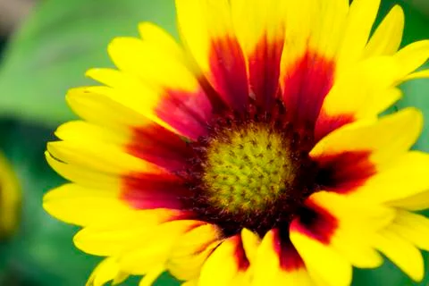 Yellow Flower Stockfoto's