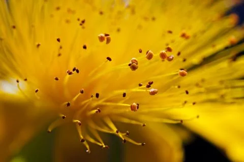 Yellow flower Free Stock Photos