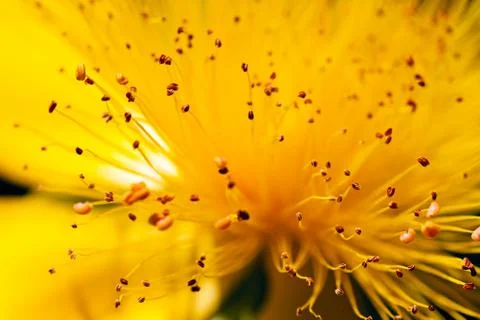 Yellow flower Free Stock Photos