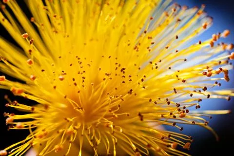 Yellow flower Free Stock Photos