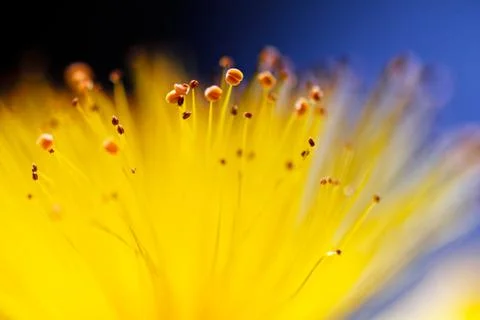 Yellow flower Free Stock Photos