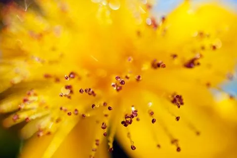 Yellow flower Free Stock Photos