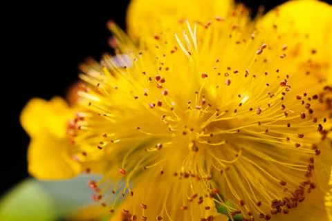 Yellow flower Free Stock Photos