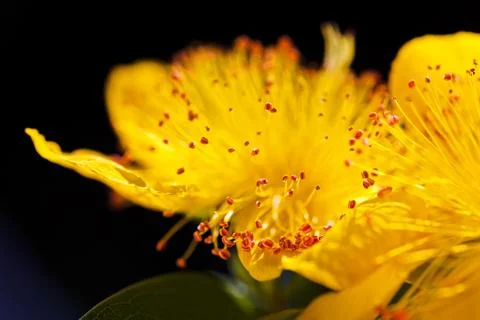 Yellow flower Free Stock Photos