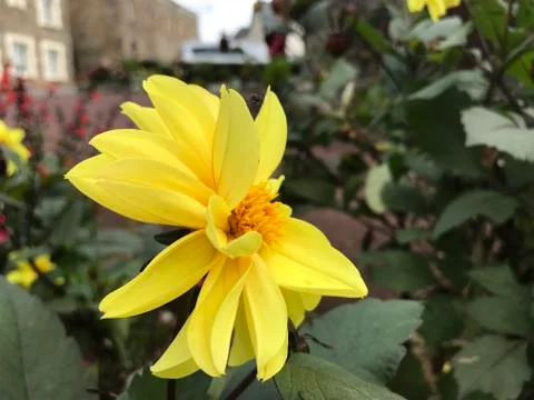 Yellow Flower Stock Photos