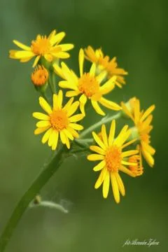 Yellow flower Stock Photos