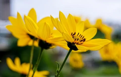 Yellow Flower 库存照片