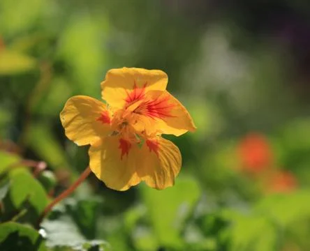 Yellow Flower Stock Photos