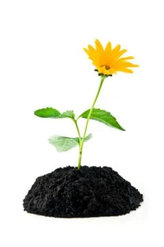 Yellow flower Stock Photos