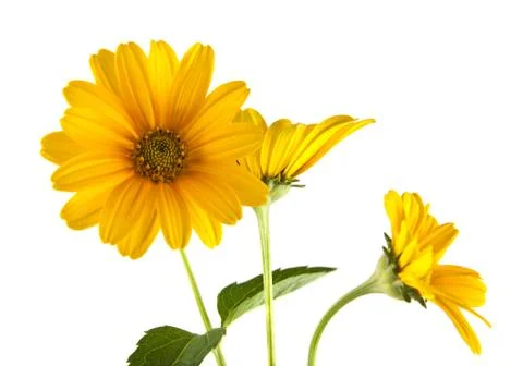 Yellow flower Stock Photos