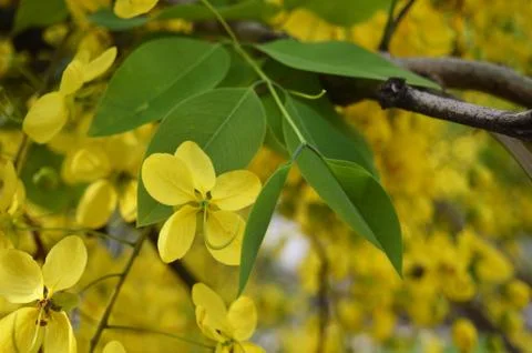 Yellow flower 스톡 사진