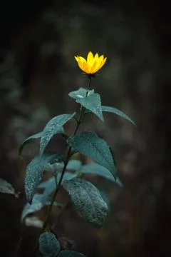 Yellow flower Stock Photos