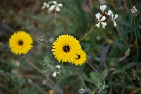 Yellow flower Stock Photos
