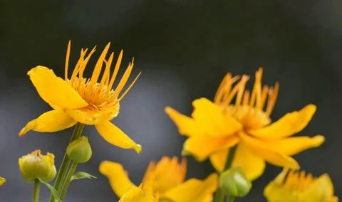 Yellow flower Stock Photos