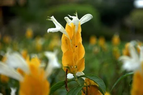 Yellow flower Stock Photos