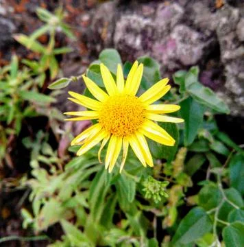 Yellow flower 写真素材