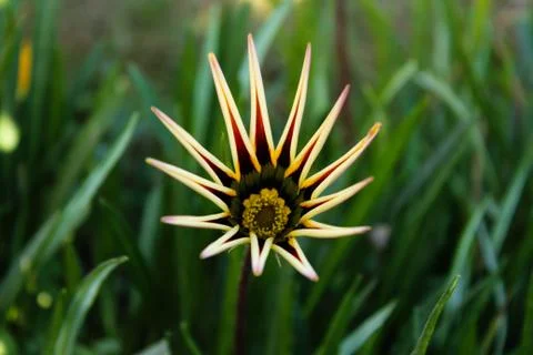YELLOW FLOWER Foto stock