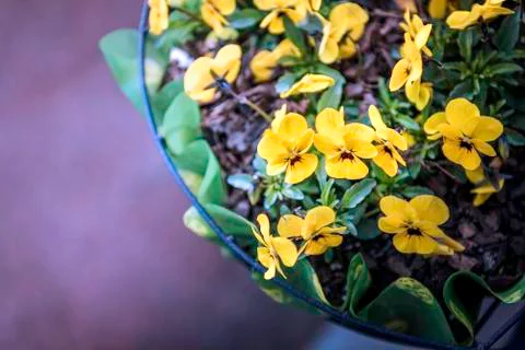 Yellow Flower. 스톡 사진
