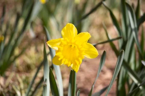 Yellow Flower Stock Photos