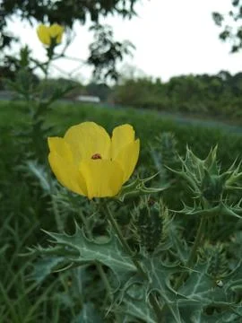 Yellow flower Stock Photos
