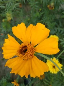 YELLOW FLOWER Stock Photos