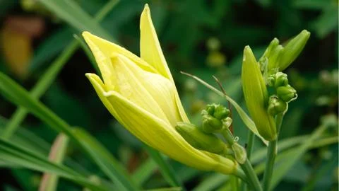 Yellow flower. Fotos de archivo