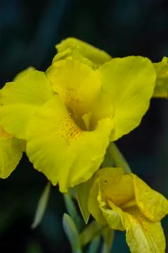 Yellow Flower Stock Photos