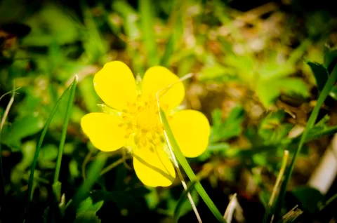 Yellow Flower Stock Photos