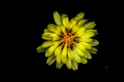 Yellow flower 库存照片