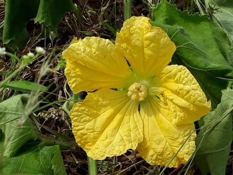 Yellow flower 스톡 사진