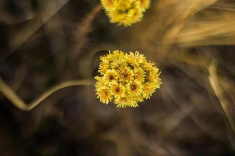 Yellow flower Stock Photos