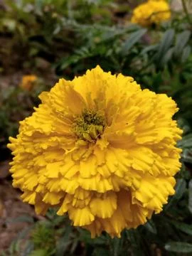 Yellow flower Foto stock