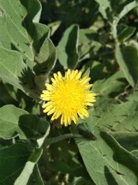 Yellow flower Stock Photos