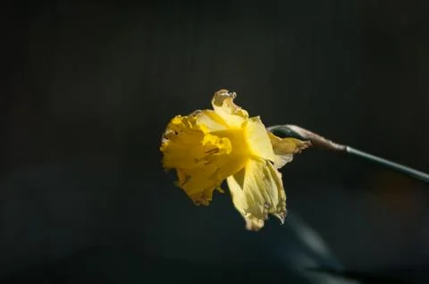 Yellow flower Stock Photos