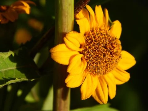 Yellow flower Stock-Fotos